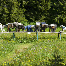 Sils und Umgebung